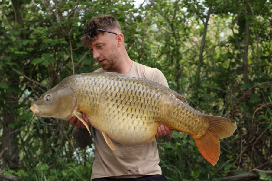 Brute of a common for Jamie....