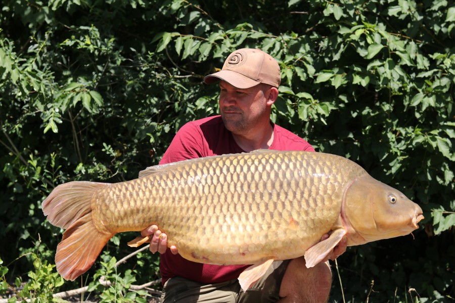 The "Korda Social Common" 44lb 8oz of Gigantica gold