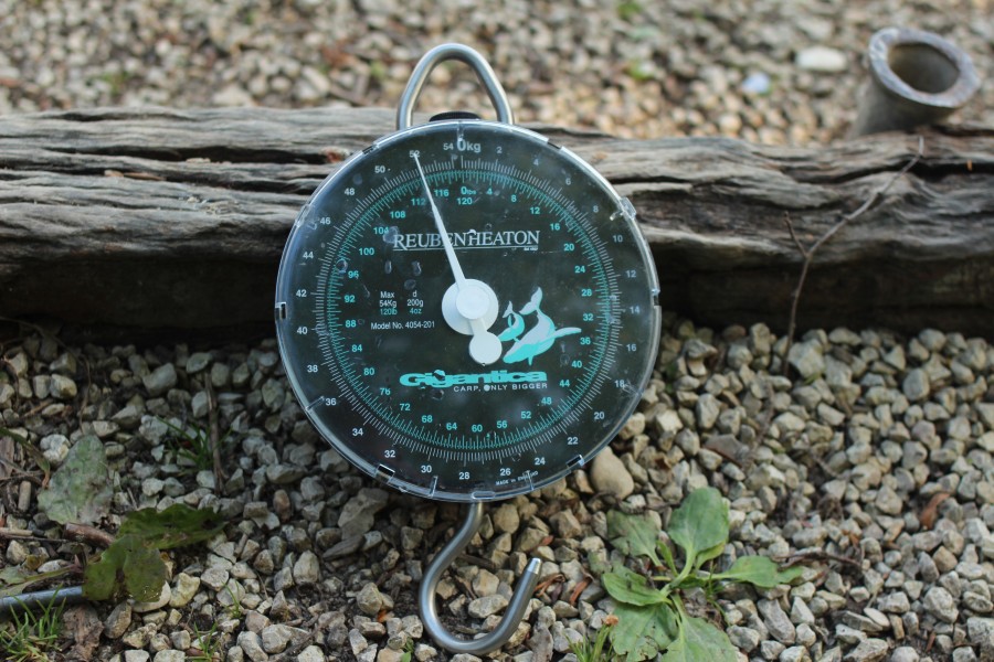 Gigantica scales.