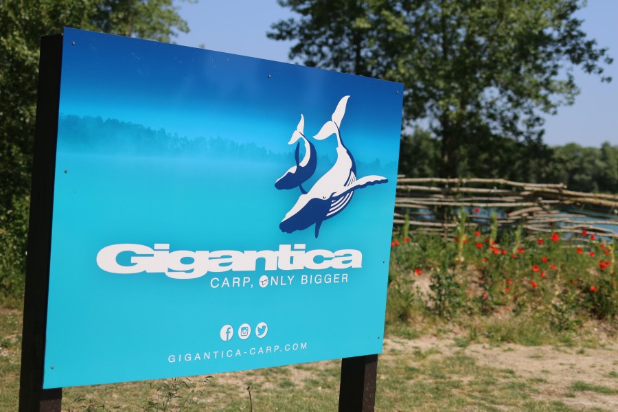 Temperatures are rising here at Gigantica