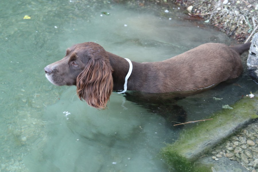 Our very own site dog Ernie.