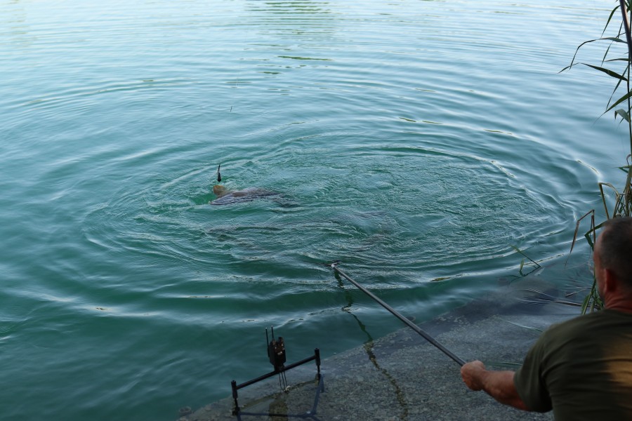 Another fish crossing the net cord in Decoy